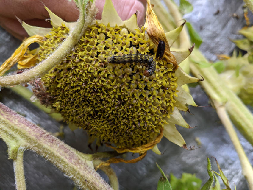Armyworm on Sunflower